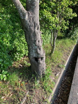 IMG_9907木精少.jpg